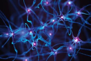Neurons