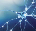 Searching for the cause of ALS, researchers look to metabolism within cells