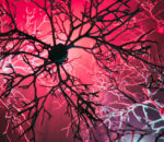 ALS is driven by a domino‑like chain reaction that begins in nerve cells